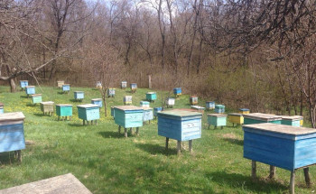 Пасека в Харьковской области